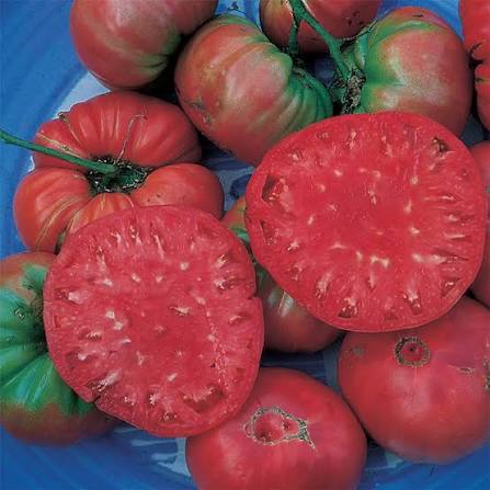 TOMATO Giant Belgium