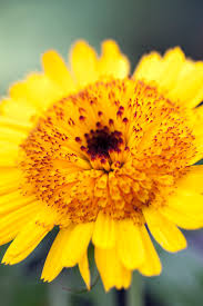 calendula officinalis "Kablouna Intense Yellow' Pot Marigold