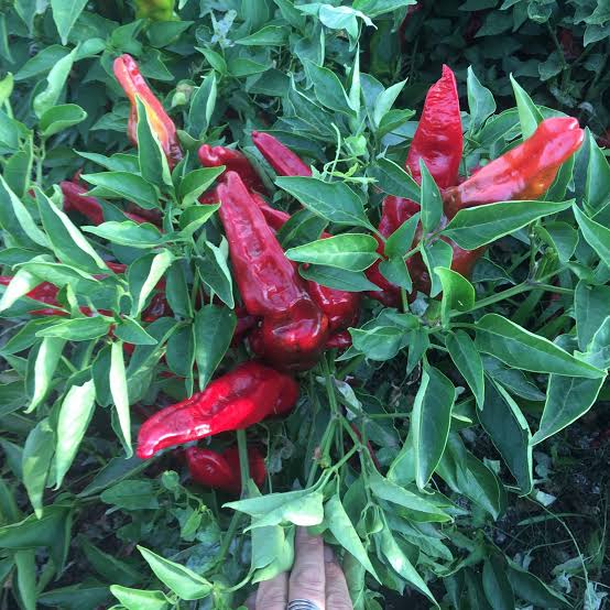 Sweet Pepper Melrose