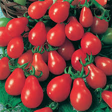 TOMATO red pear