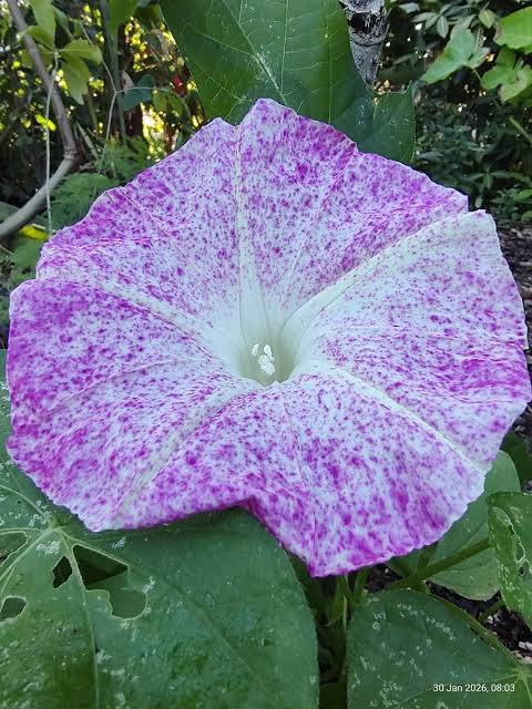 MORNING GLORY KANOKO RED SPECKLED