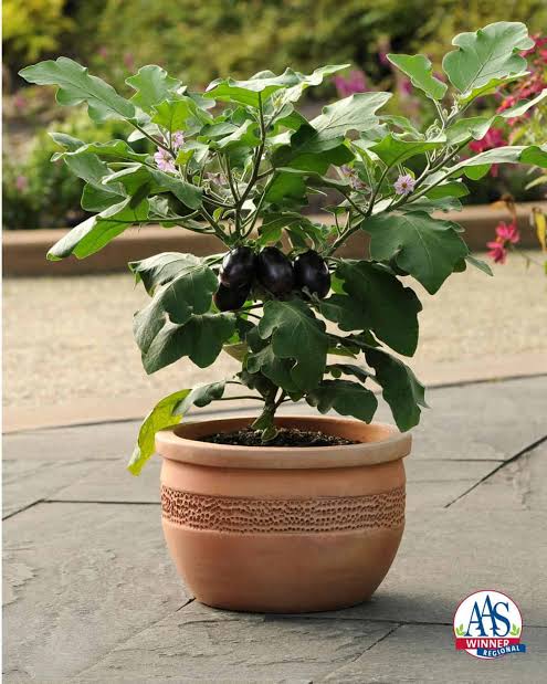 Hybrid Mini Eggplant PATIO BABY F1