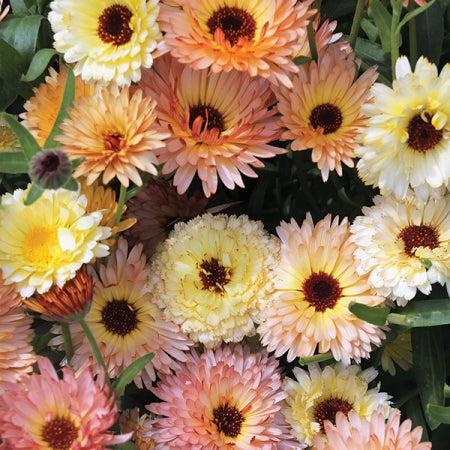 Calendula officinalis 'Cantaloupe' Pot Marigold