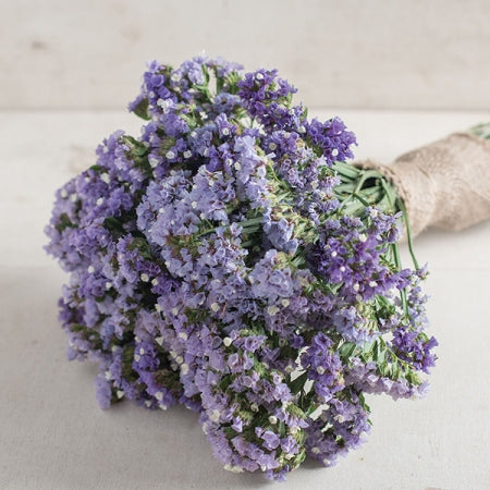 Statices SEEKER PASTEL BLUE, Limonium sinuatum