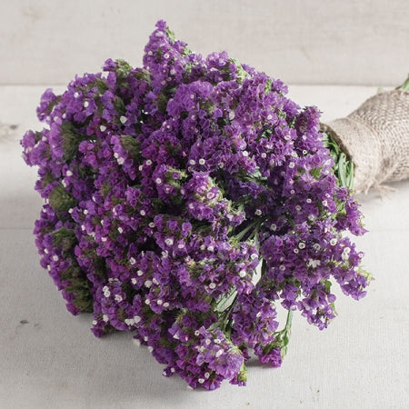Statice SEEKER PURPLE