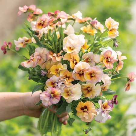Hybrid Viola NATURE™M ANTIQUE SHADES F1