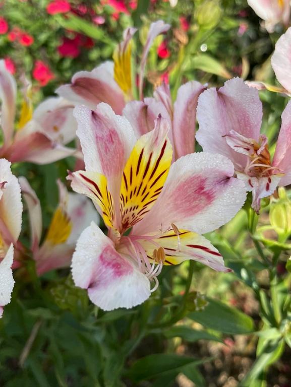AlstroemeriA F1 Dandy cand