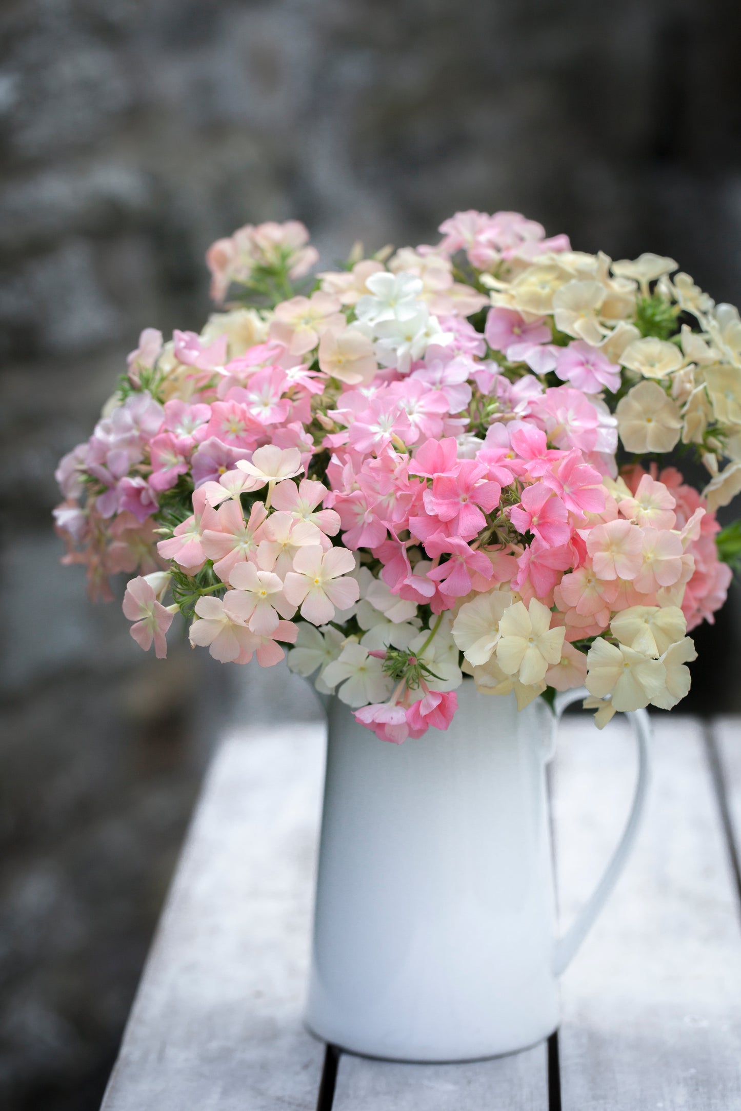 Phlox drummondii, 'Phlox of Sheep'
