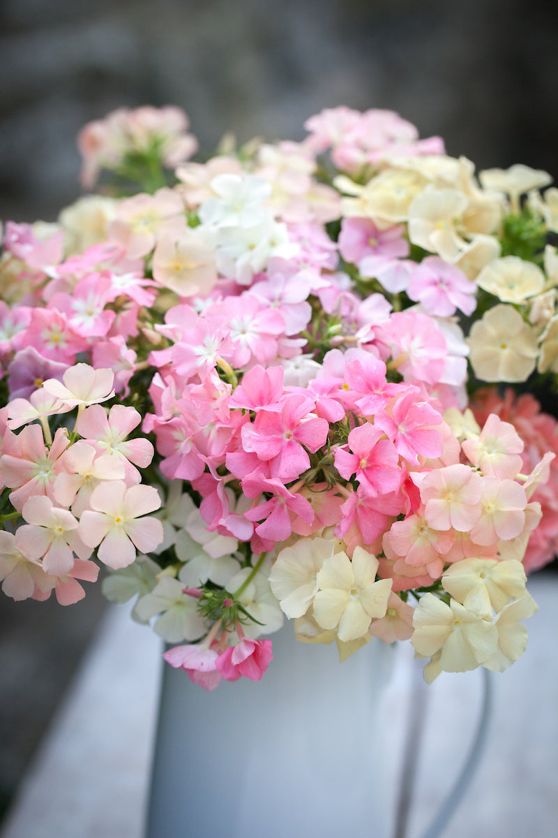 Phlox drummondii, 'Phlox of Sheep'