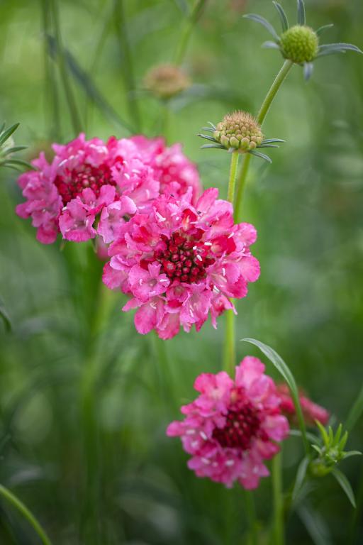 Scabiosa atropurpurea 'Tall Double Rose' Scabious
