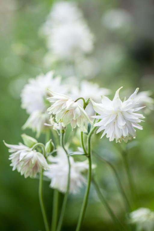 Aquilegia vulgaris var. stellata White Barlow Grańny's Bonnet, Columbine