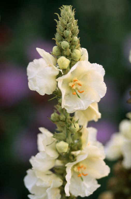 Verbascum phlomoides 'Spica'