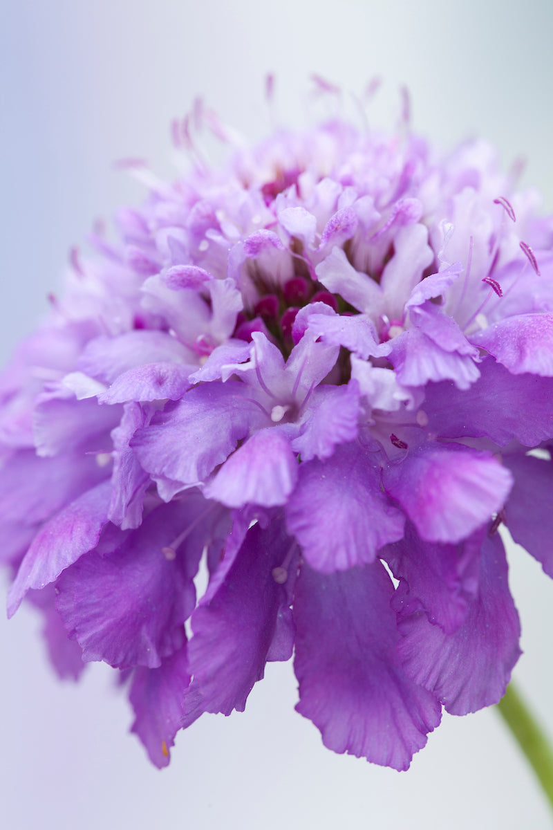 scabiosa Oxford Blue