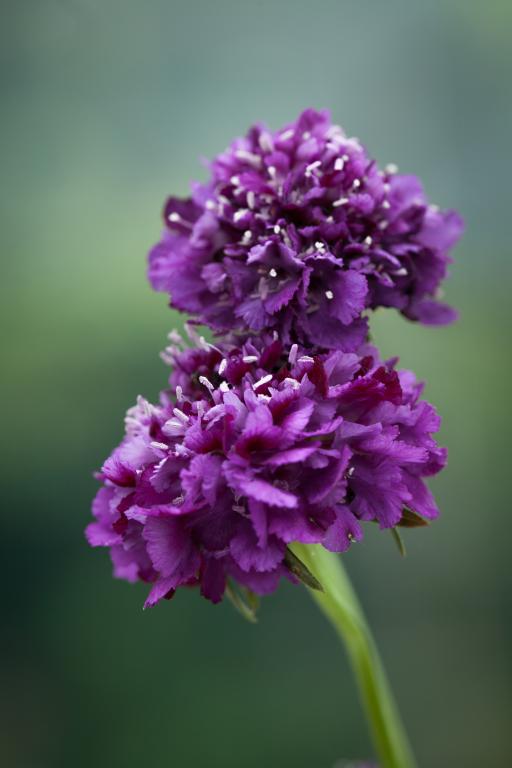 Scabiosa atropurpurea 'Burgundy Beau' Scabious