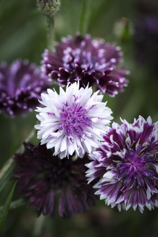 cyanus 'Classic' Series 'Classic Magic' Cornflower