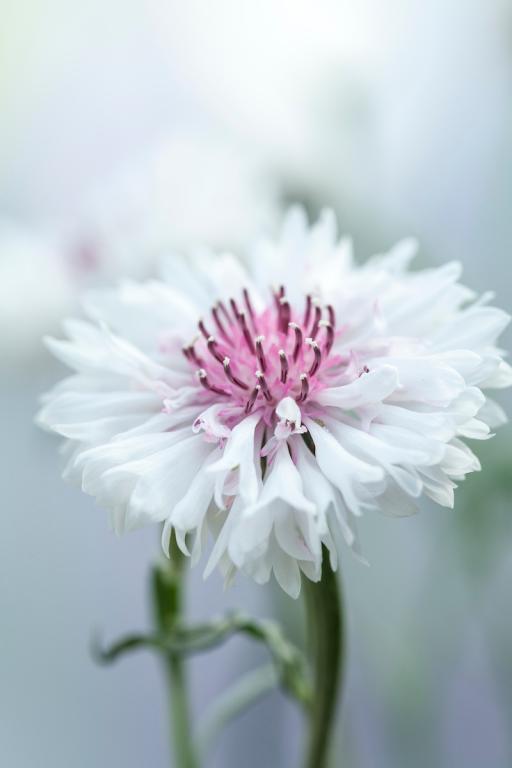 Centaurea cyanus, 'Classic Romantic'