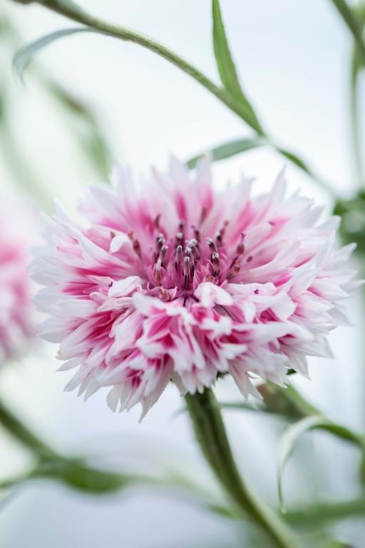 Centaurea cyanus, 'Classic Romantic'