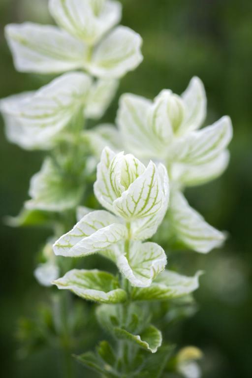 Salvia viridis 'White Swan' Sage