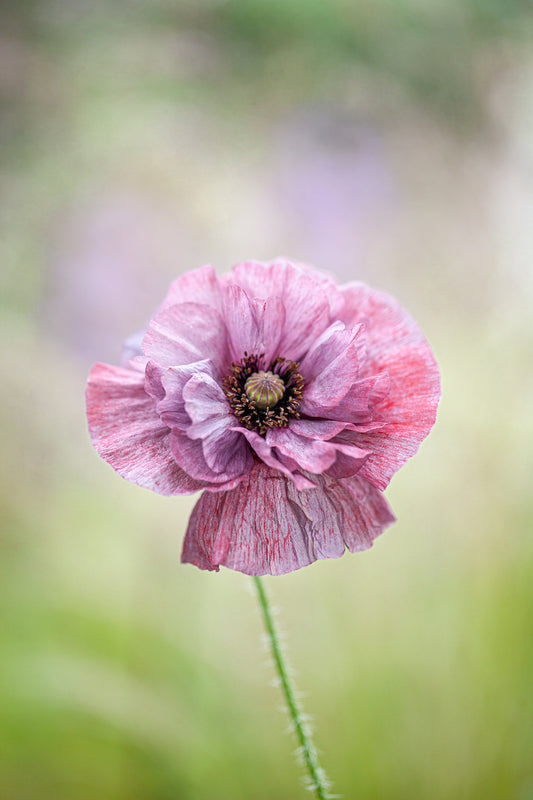 POPPY PANDORA
