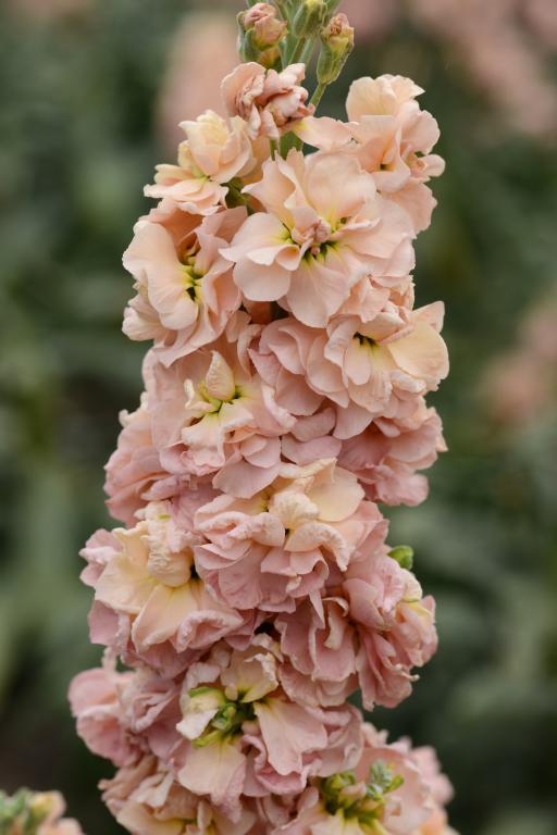 Quartet Apricot Improved Matthiola incata