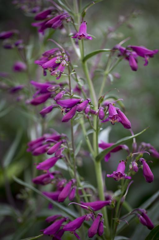 TWIZZLE PURPLE PENSTEMON