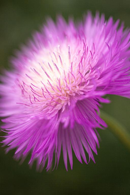 Amderboa moschata splendens