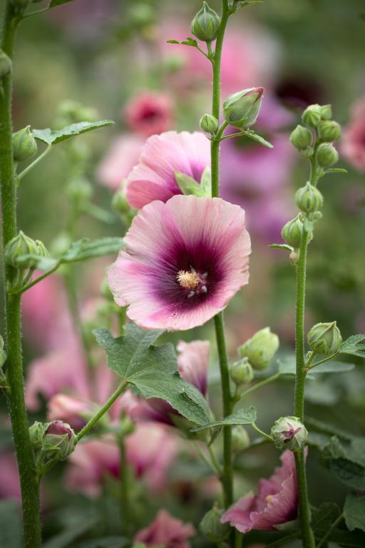 HALO APRICOT HOLLYHOCK