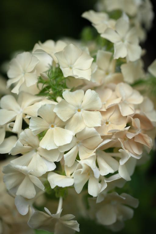 Phlox drummondii grandiflora 'Isabellina-0