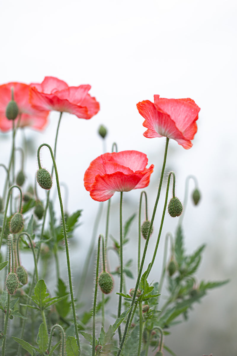 POPPY FALLInG IN LOVE