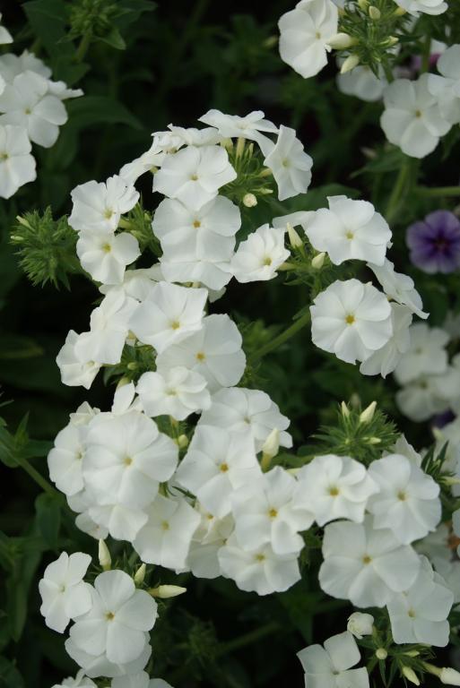 Phlox drummondii grandiflora 'Alba'