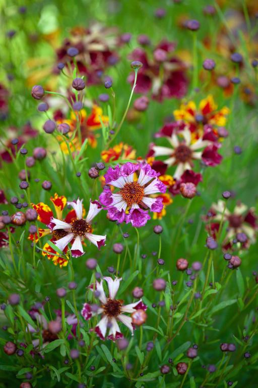 Coreopsis x hybrida, 'Incredible Sea Shells Mix