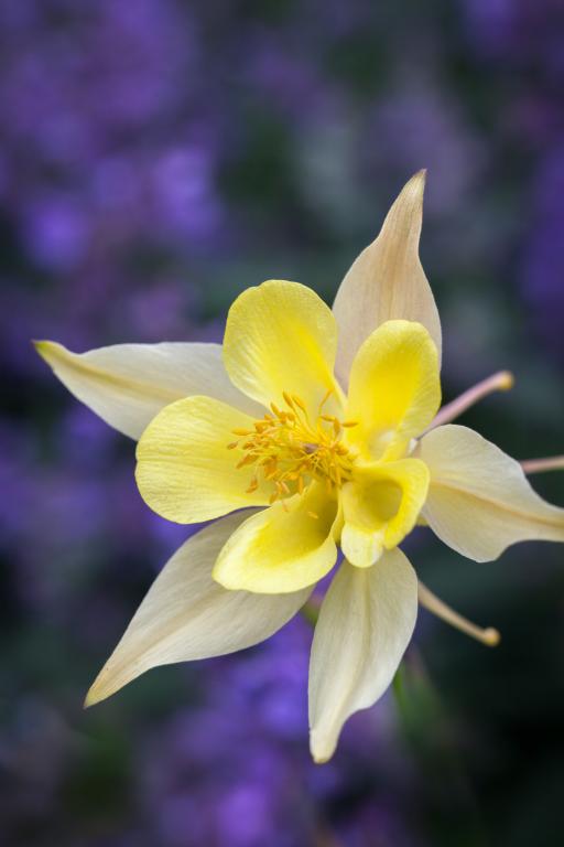Aquilegia chrysantha ' Yellow Queen' Golden Columbine
