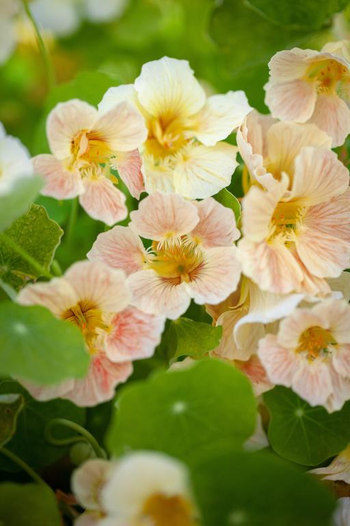 NASTURTIUM TIP TOP PINK BLUSH