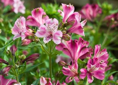 Alstromeria AIS Devotian