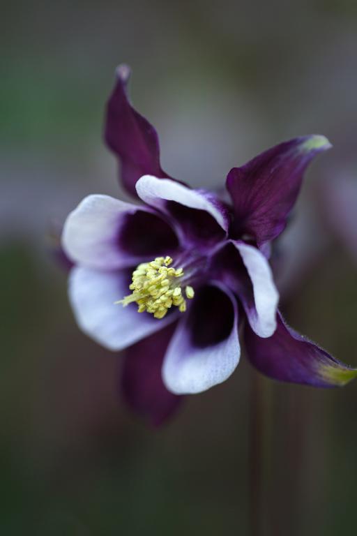 Aquilegia vulgaris • Magpie' William Guinness') Granny's Bonnet, Columbine