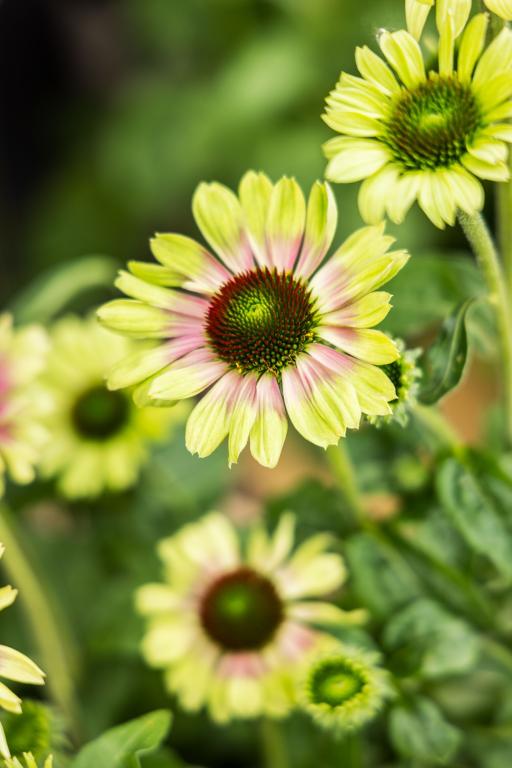 Echinacea purpurea ' Prairie Series 'Prairie Blaze Vintage Lime' Coneflower