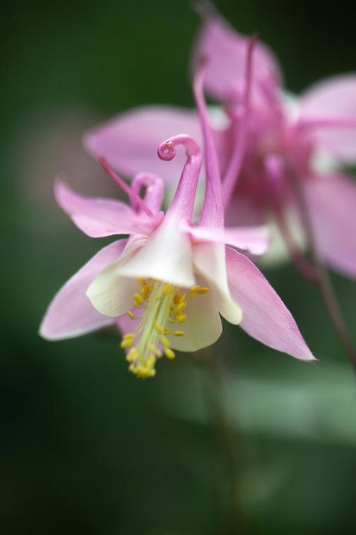 Aquilegia caerulea Rose Queen Granny's Bonnet, Columbine.