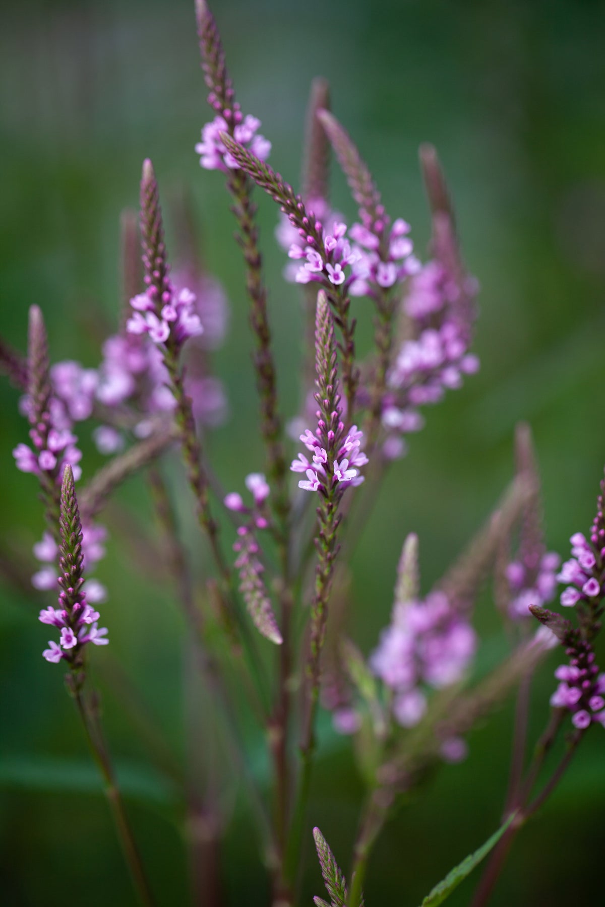 Verbena pink spires