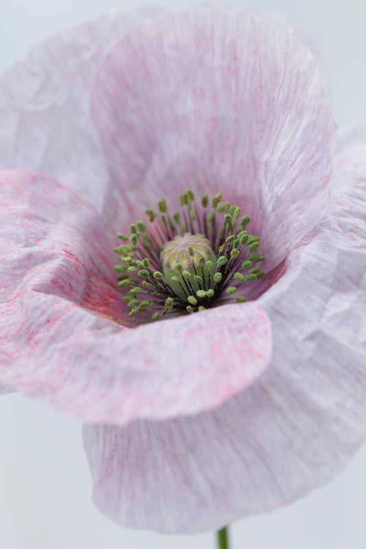 Papaver rhoeas 'Angel's.Choir