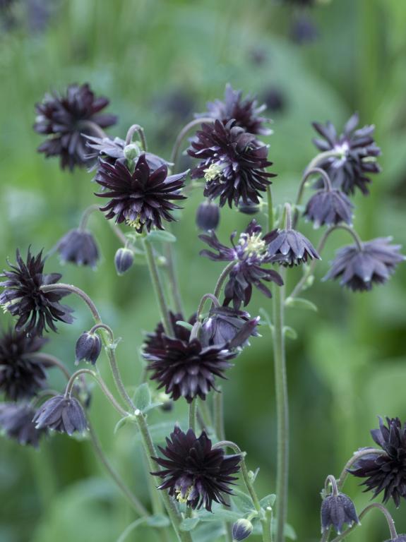 Aquilegia vulgaris var. stellata Black Barlow' Granny's Bonnet. Columbine