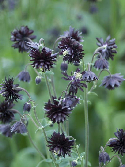 Aquilegia vulgaris var. stellata Black Barlow' Granny's Bonnet. Columbine
