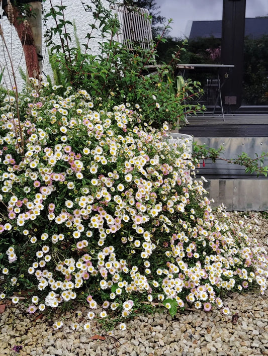 Erigeron karvinskianus Mexican Fleabane