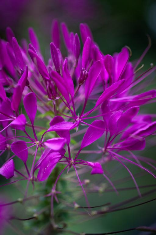 VIOLET QUEEN CLEOME