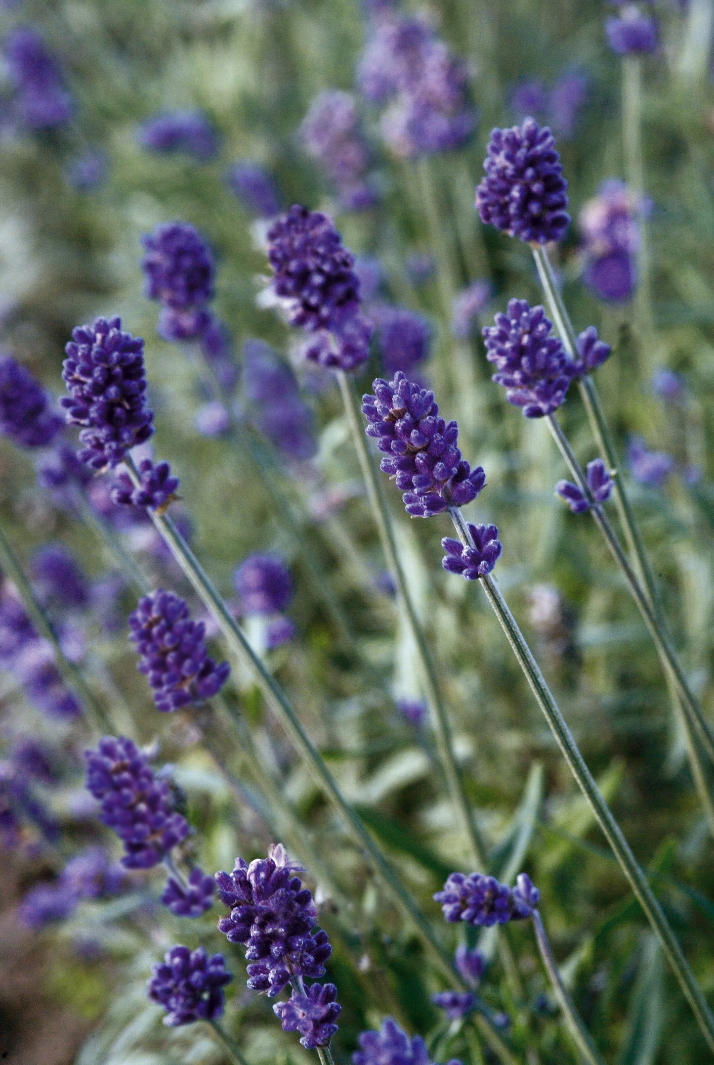 Vincenza Blue English Lavender