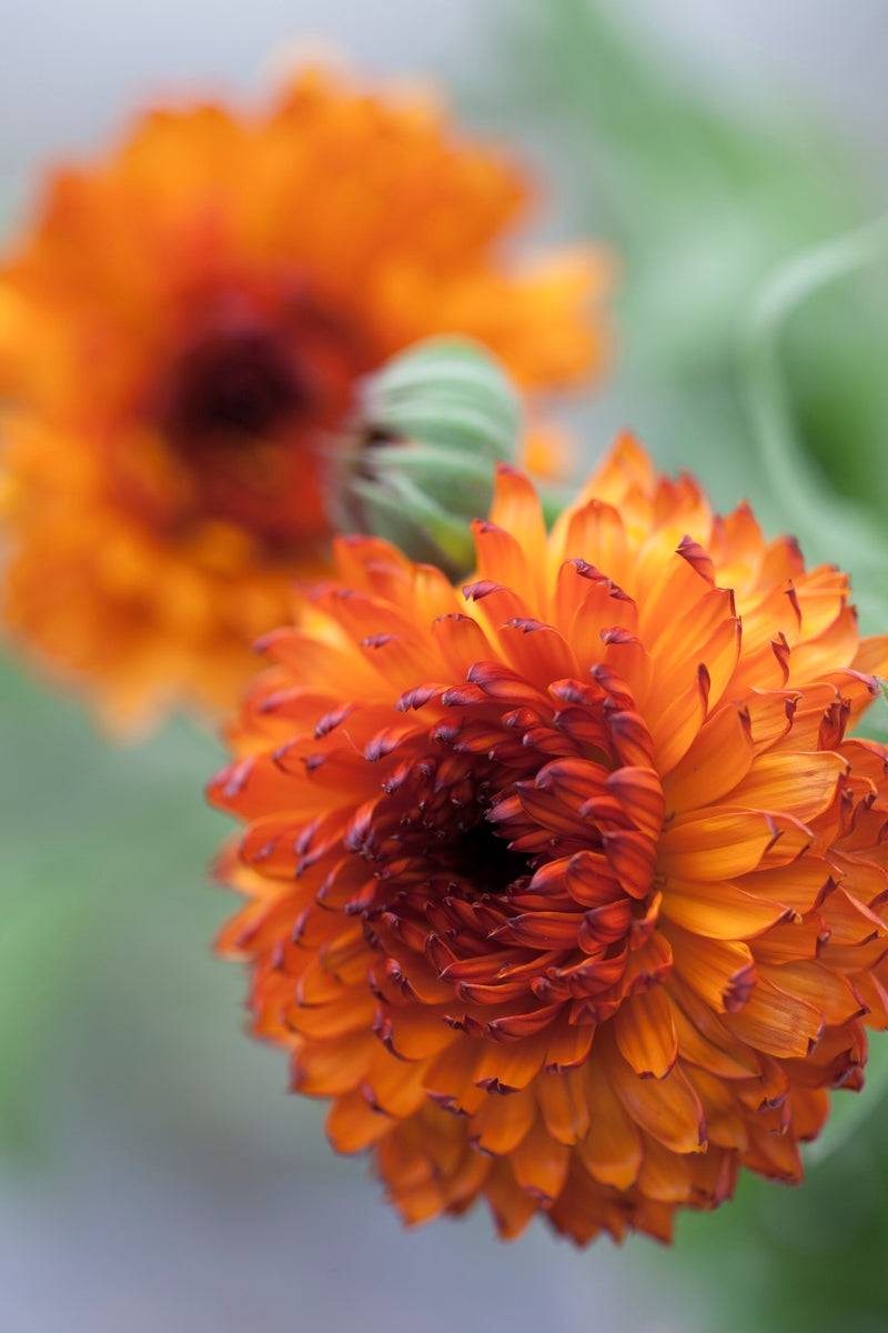Calendula officinalis 'Neon' Pot Marigold