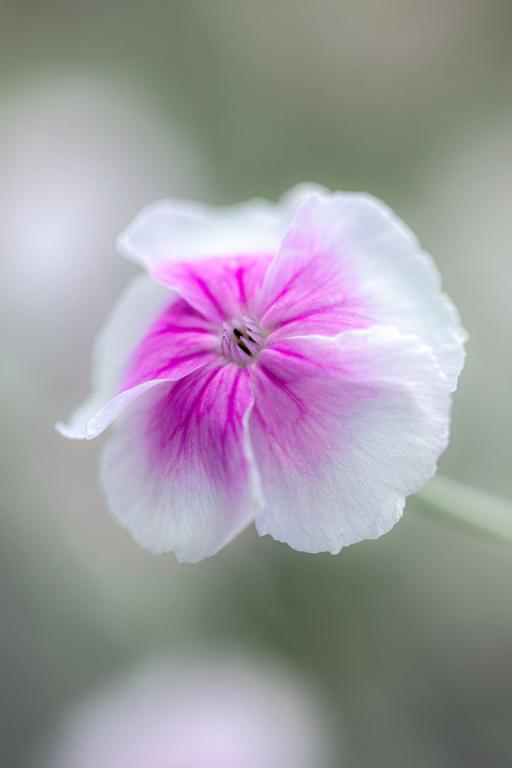 Lychnis coronaria 'Angel's Blush