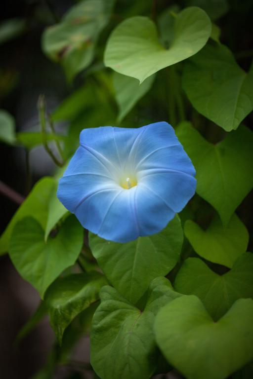 Ipomoea tricolon 'Heavenly Blue' Morning Glory.