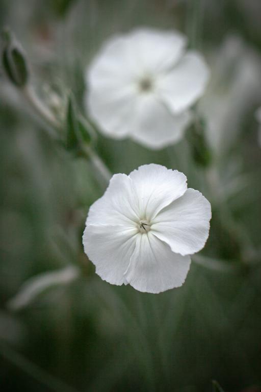 Lychnis coronaria var. alba Dusty Mille