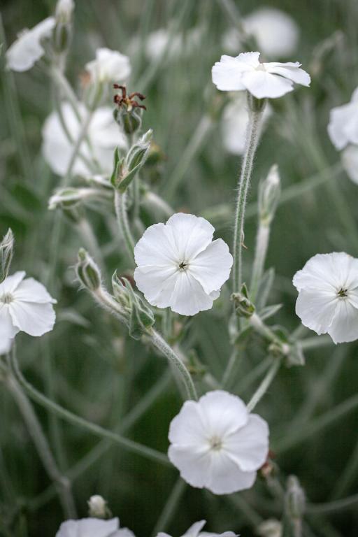 Lychnis coronaria var. alba Dusty Mille