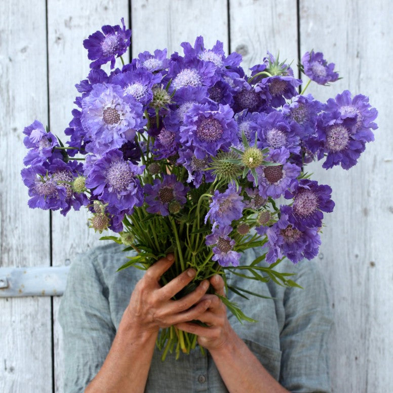 Scabiosa FAMA DEEP BLUE